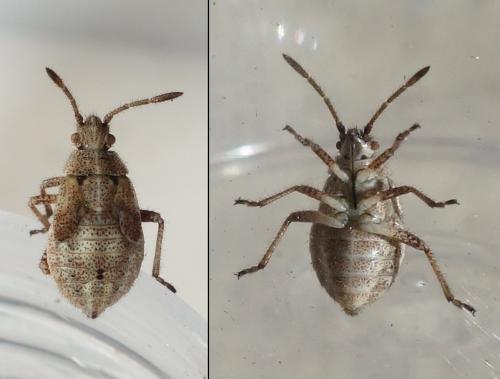 Réf. 216 036 : Stictopleurus punctatonervosus