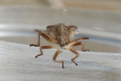 Réf. 216 037 : Stictopleurus punctatonervosus