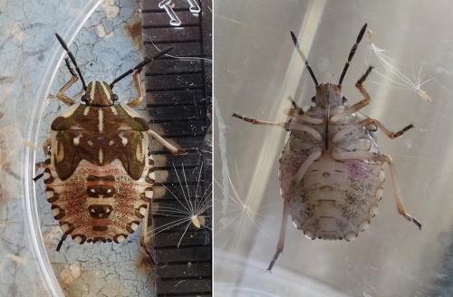 Réf. 216 672 : Carpocoris mediterraneus atlanticus