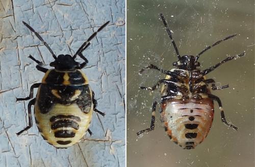 Eurydema oleracea