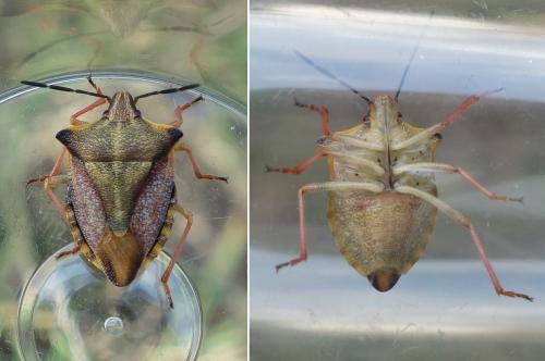 Carpocoris mediterraneus atlanticus