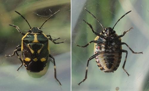Réf. 216 766 : Eurydema oleracea