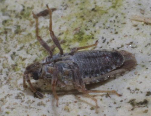 Réf. 216 789 : Tingis sp.