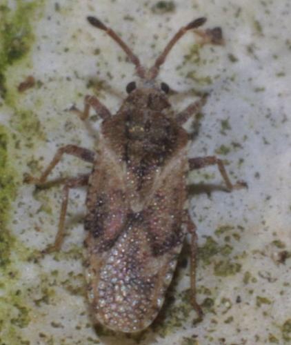 Réf. 216 788 : Tingis sp.