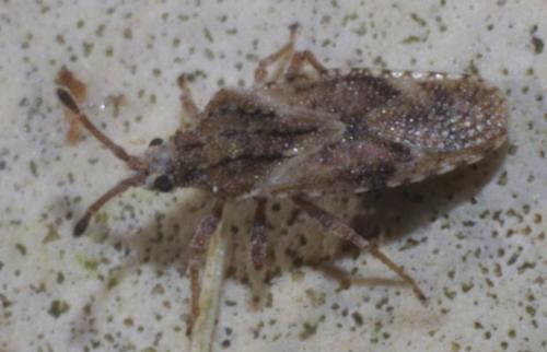 Réf. 216 786 : Tingis sp.