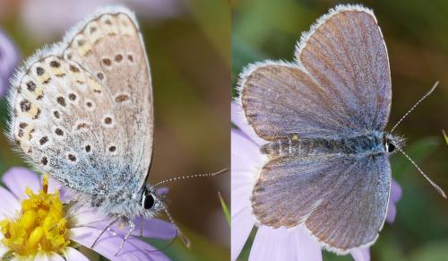 Réf. 216 208 : Plebejus sp.