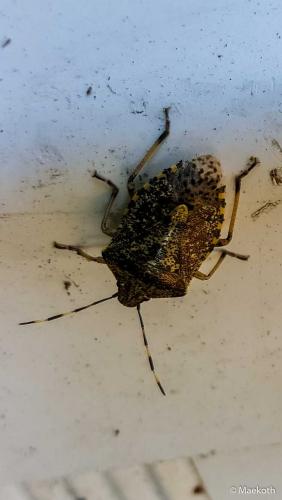 Rhaphigaster nebulosa