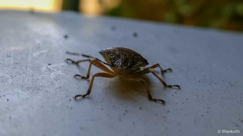 Rhaphigaster nebulosa