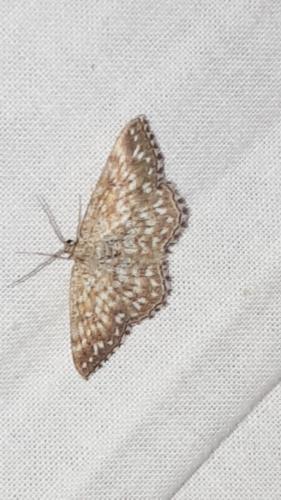 Réf. 216 193 : Scopula tessellaria