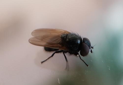 Dasiops latifrons
