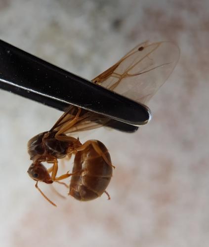 Réf. 216 579 : Lasius sp.