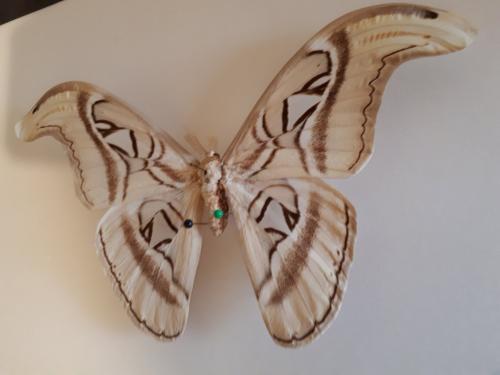 Attacus atlas