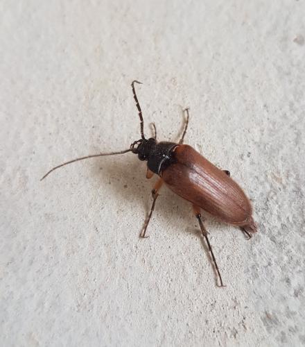 Réf. 216 627 : Cebrio gigas