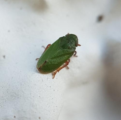 Tettigometra virescens