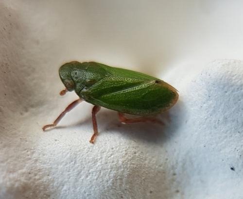 Tettigometra virescens