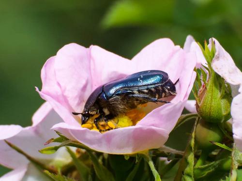 Réf. 216 521 : Cetonia aurata