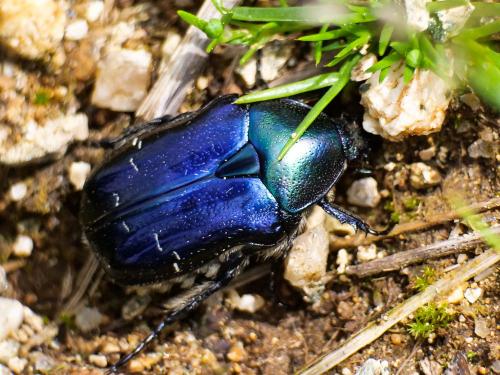 Réf. 216 522 : Cetonia aurata