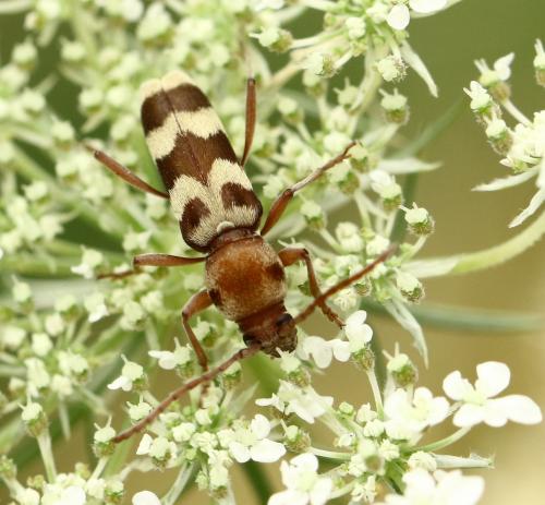 Réf. 216 802 : Chlorophorus trifasciatus