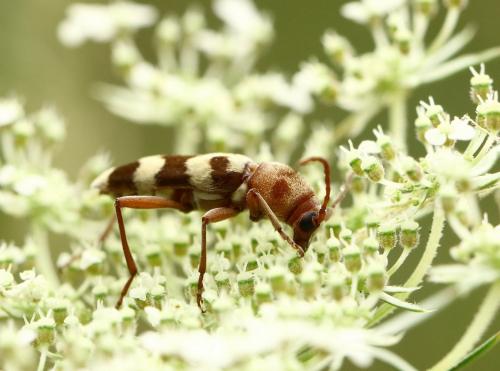 Réf. 216 803 : Chlorophorus trifasciatus