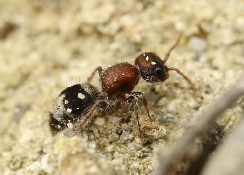 Réf. 216 919 : Myrmilla calva