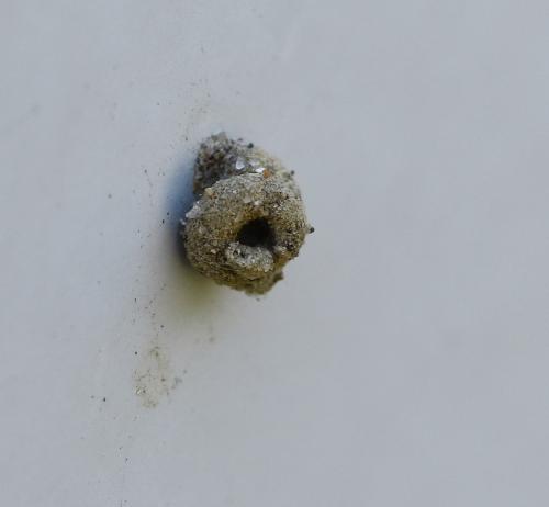 Apterona sp.