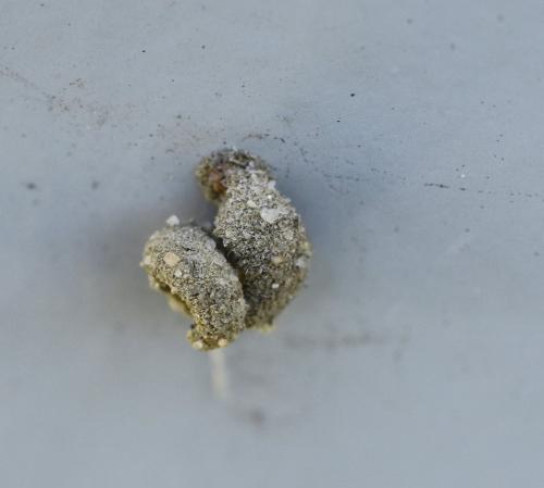 Apterona sp.