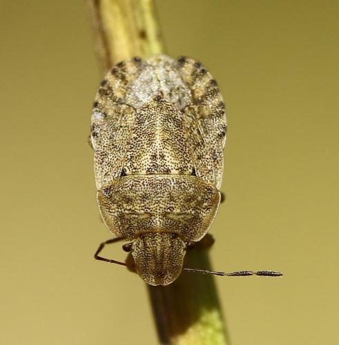 Sciocoris macrocephalus