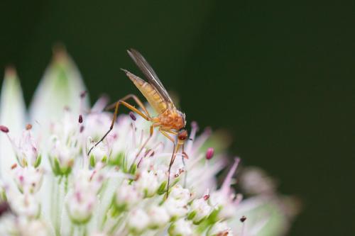 Rhamphomyia sp.