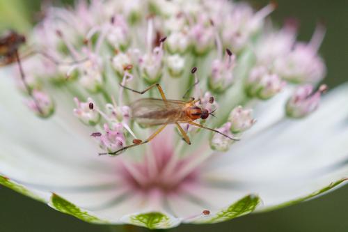 Rhamphomyia sp.