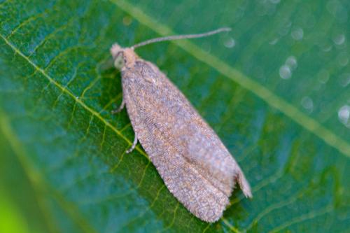 Celypha rufana