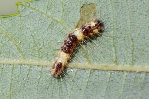 Acronicta leporina