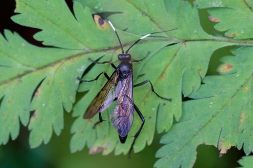 Patrocloides sputator