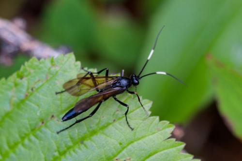 Patrocloides sputator