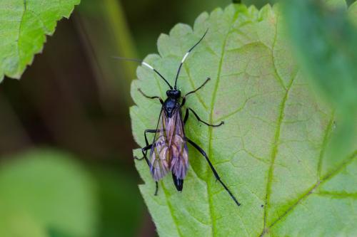 Patrocloides sputator