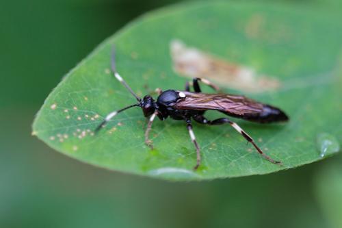 Réf. 216 797 : Stenichneumon militarius