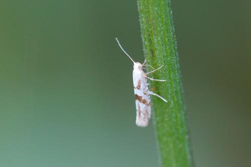 Réf. 216 745 : Argyresthia sorbiella