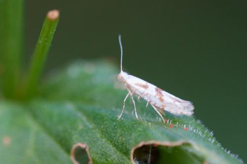 Réf. 216 744 : Argyresthia sorbiella