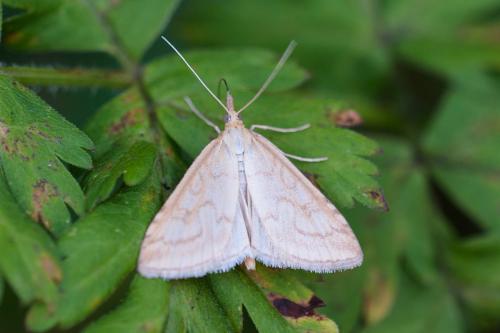 Udea lutealis