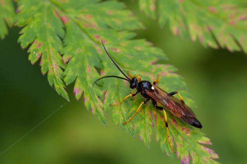 Réf. 216 167 : Ichneumon sp.