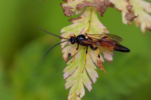 Réf. 216 166 : Ichneumon sp.