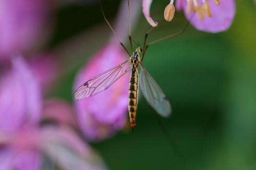 Nephrotoma sp.