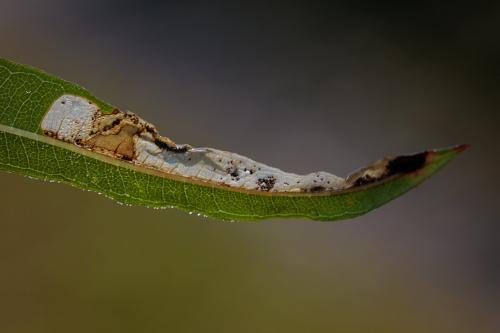 Mompha raschkiella