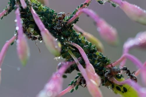 Réf. 216 106 : Aphis mirifica