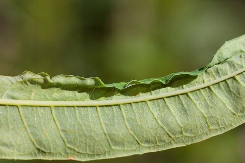 Dasineura kiefferiana
