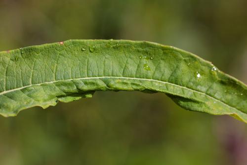Dasineura kiefferiana