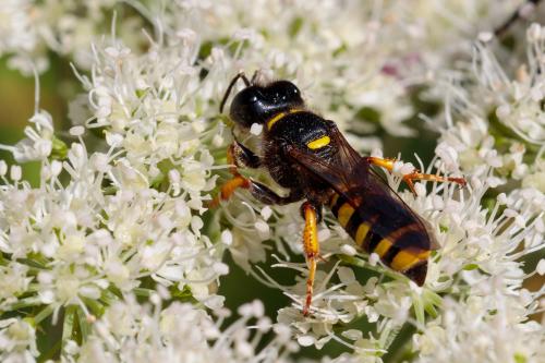 Crabro cribrarius