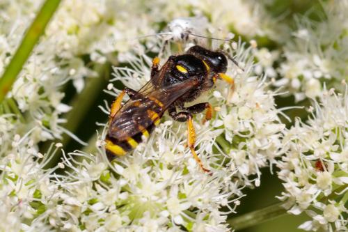 Crabro cribrarius