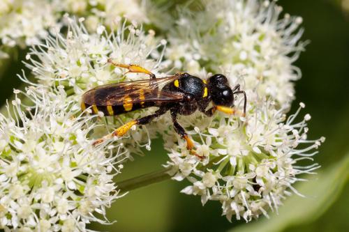Crabro cribrarius