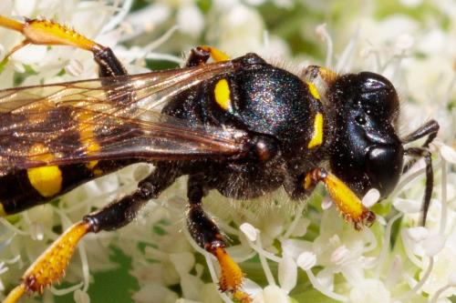 Crabro cribrarius