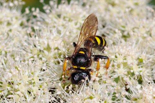 Crabro cribrarius